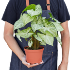 Syngonium White Butterfly