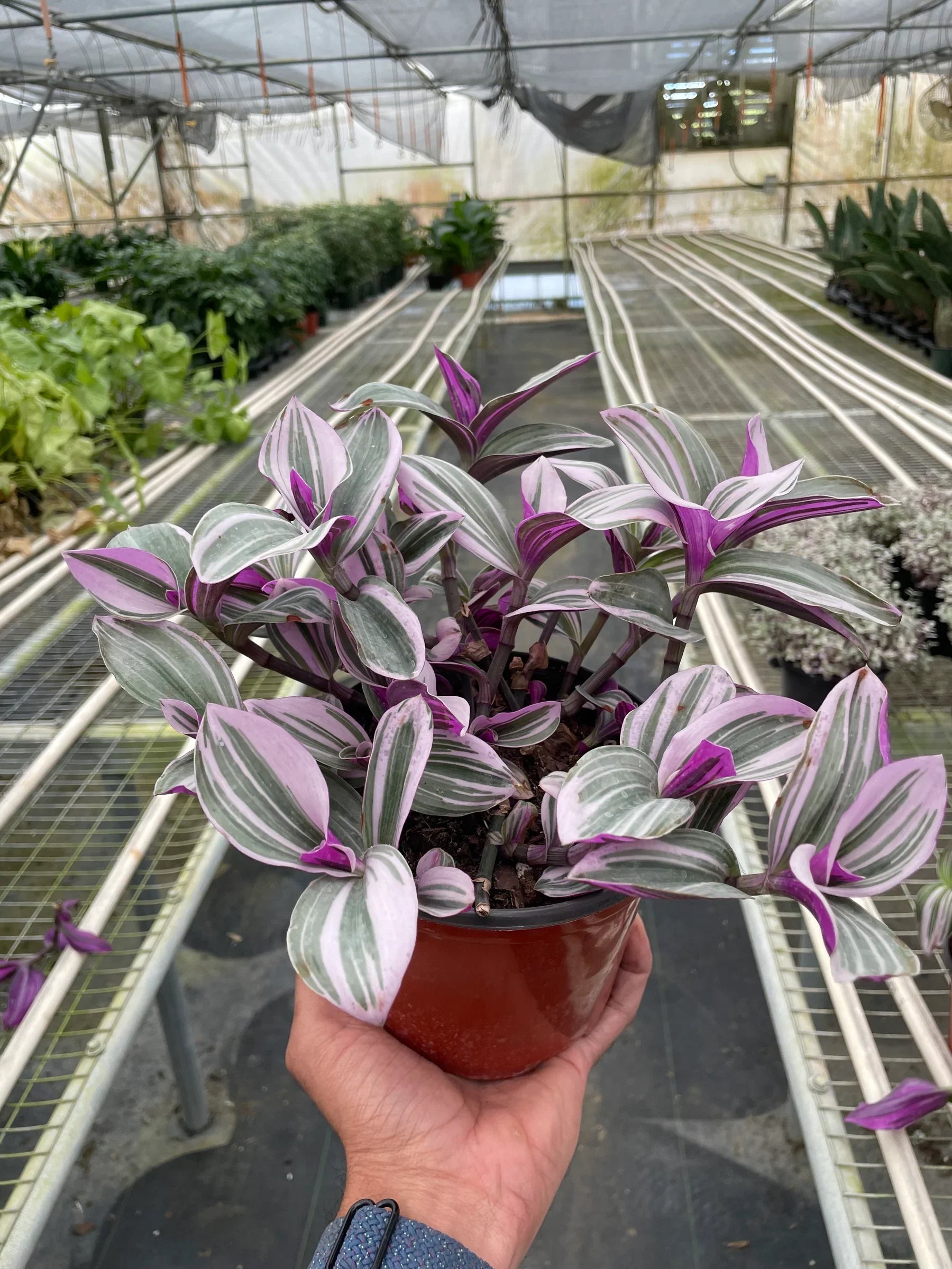 Tradescantia Nanouk