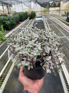 Tradescantia Callisia Pink Panther