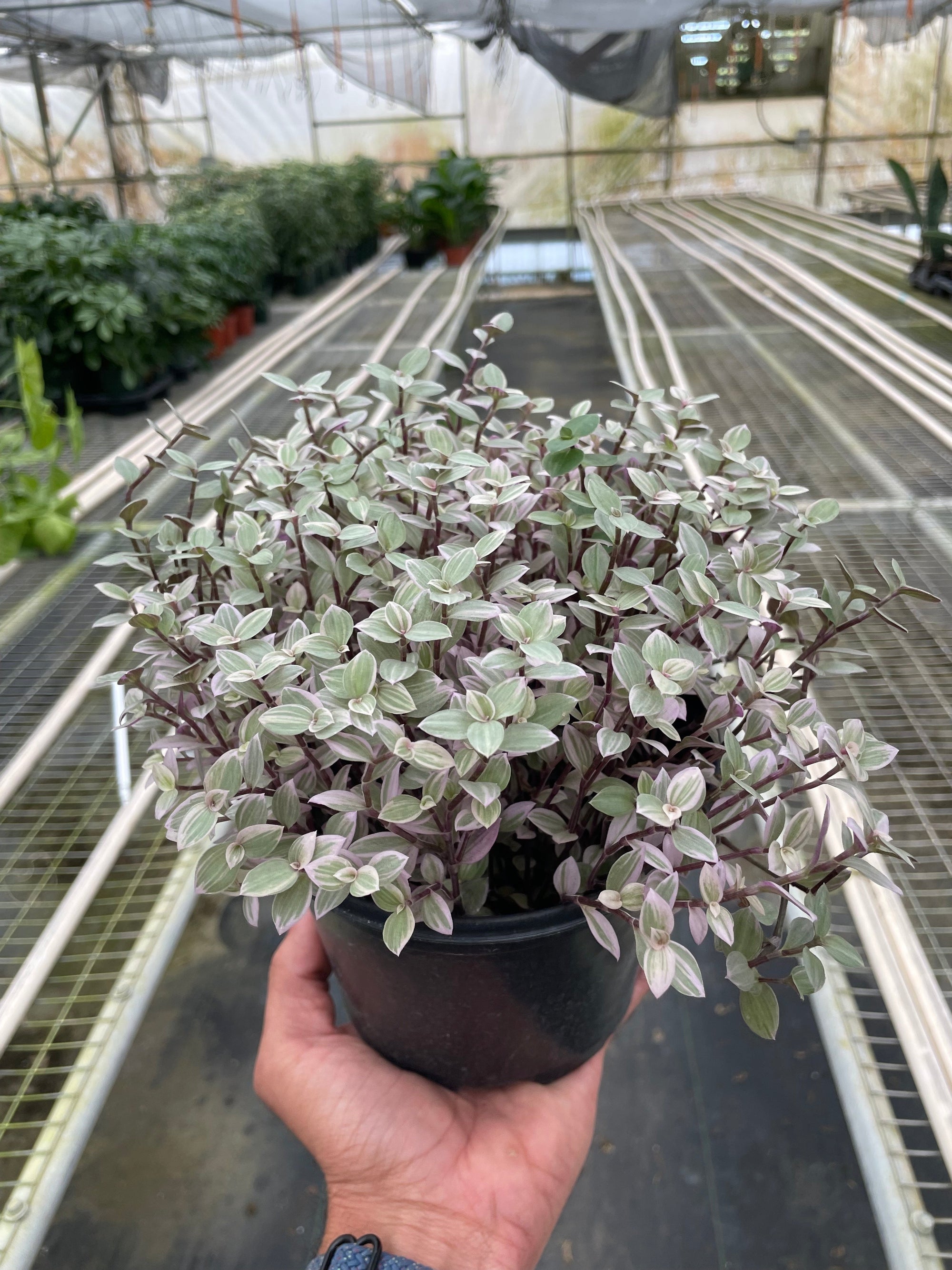 Tradescantia Callisia Pink Panther