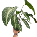 Xanthosoma Lendenii