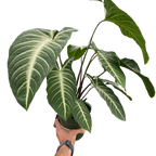 Xanthosoma Lendenii