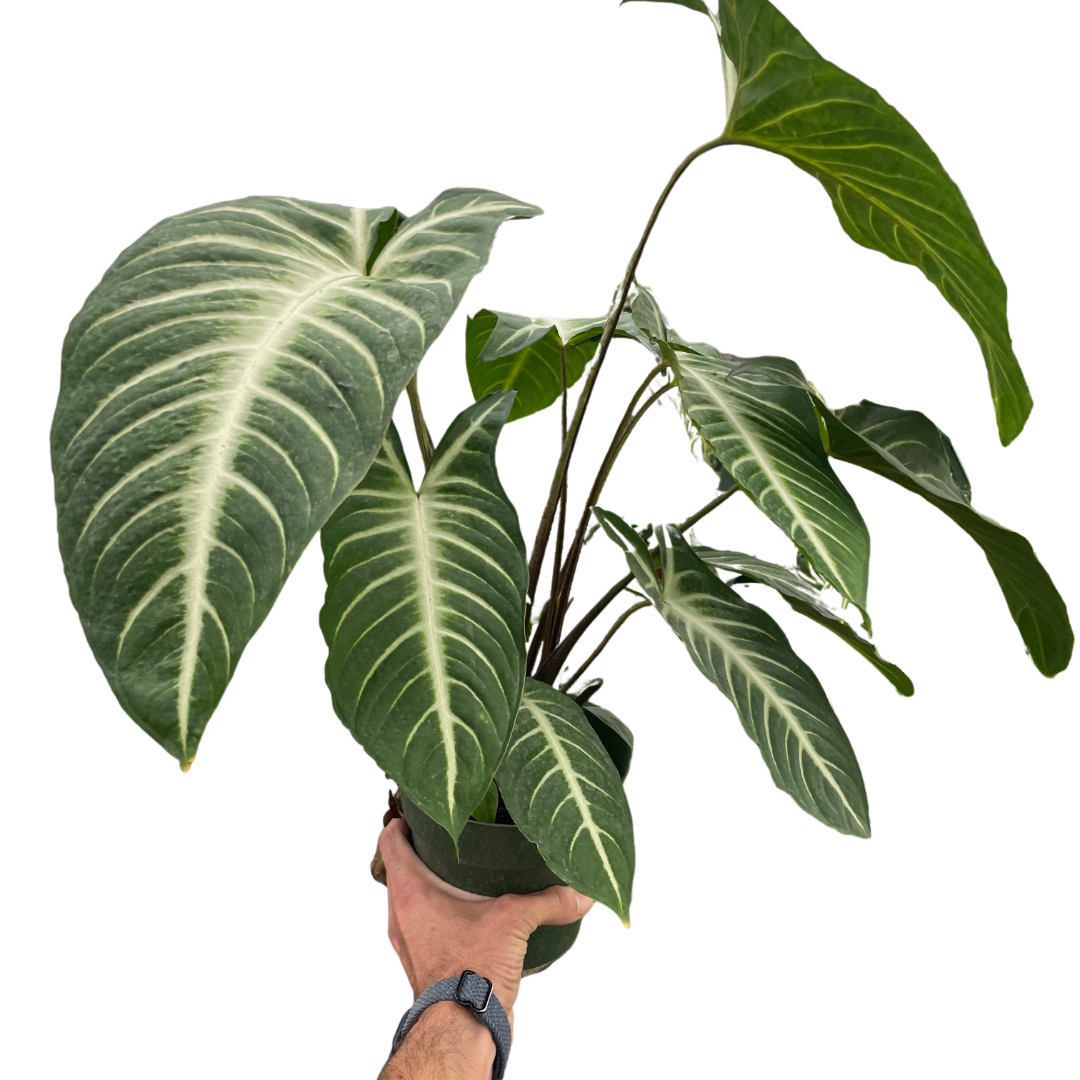 Xanthosoma Lendenii