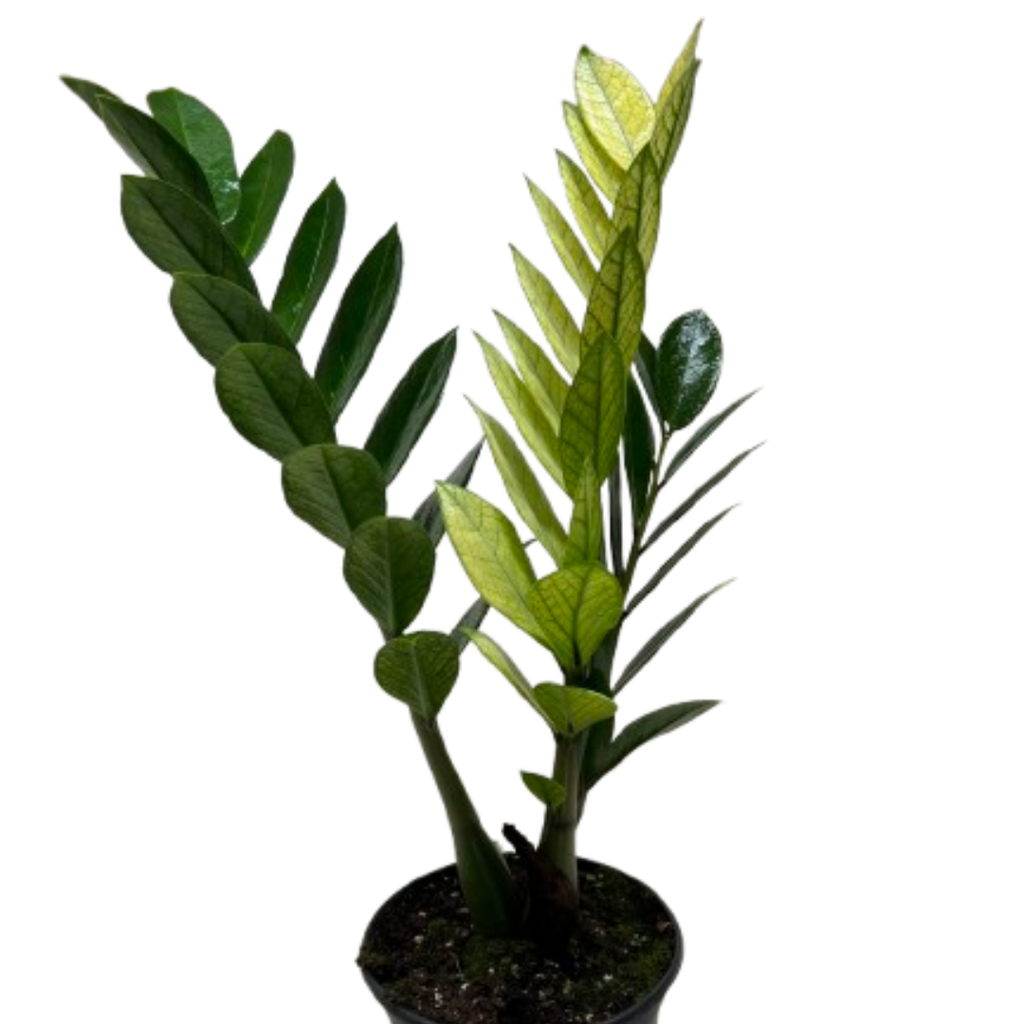 Zamioculcas Chameleon