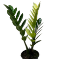 Zamioculcas Chameleon