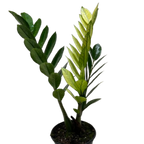 Zamioculcas Chameleon