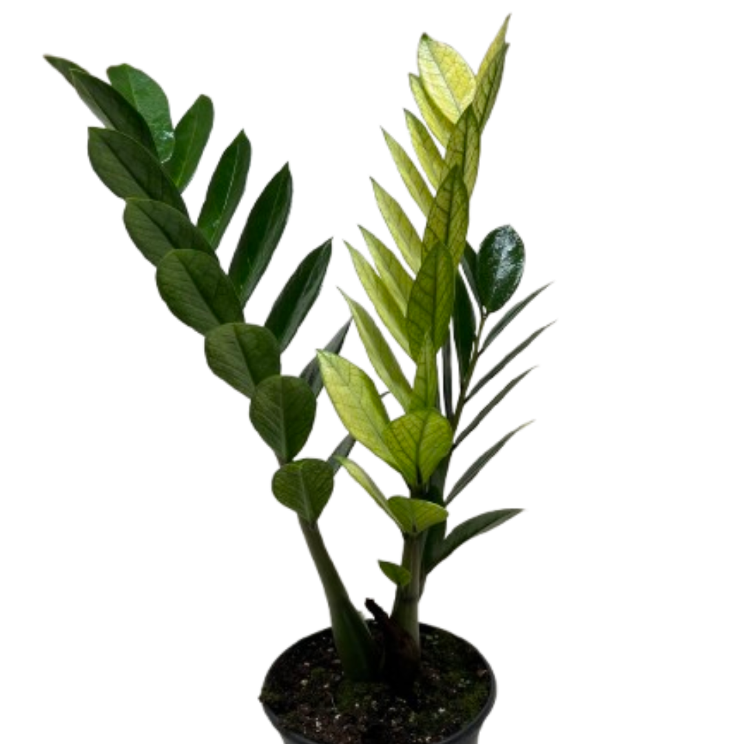 Zamioculcas Chameleon