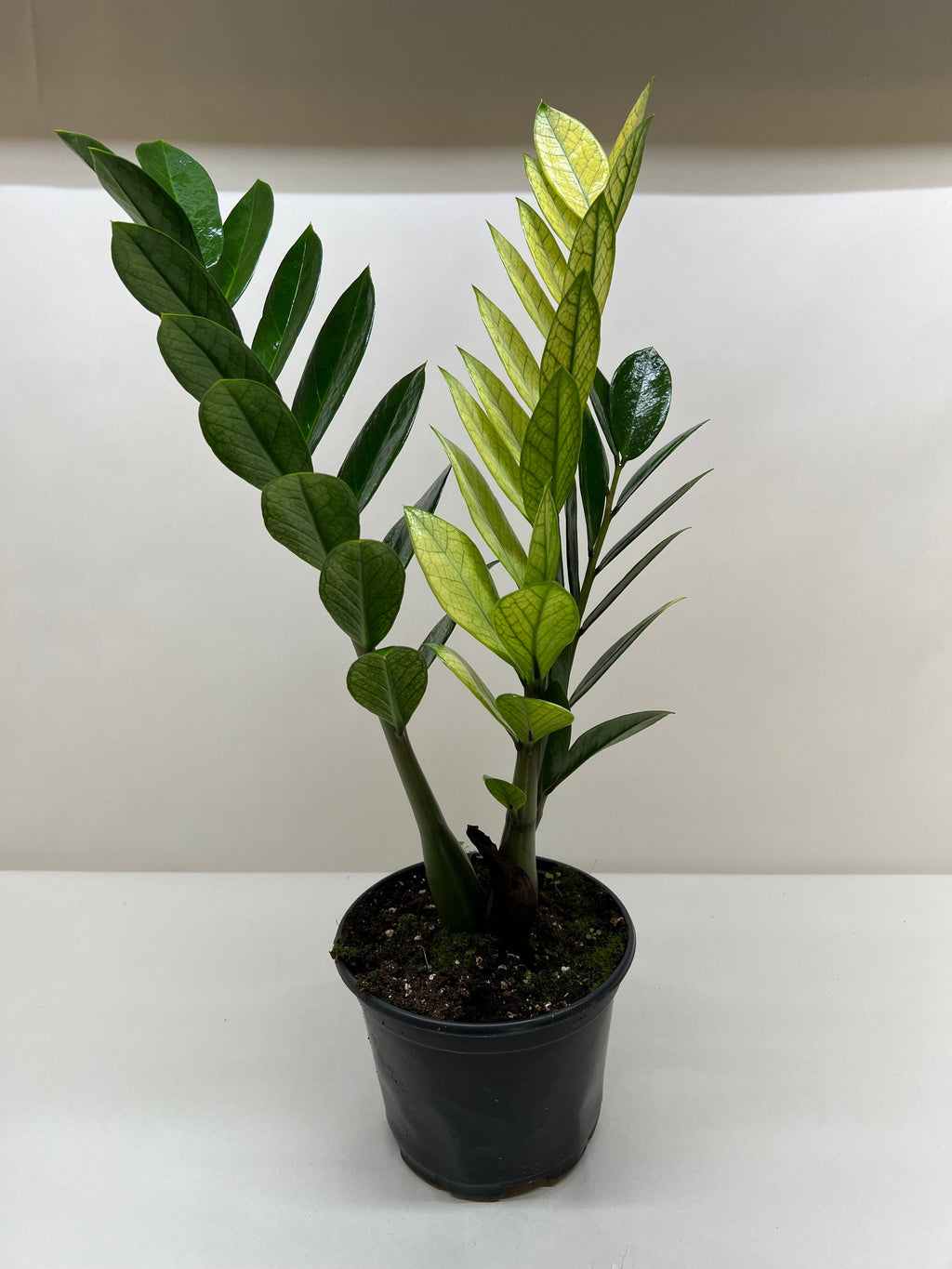 Zamioculcas Chameleon