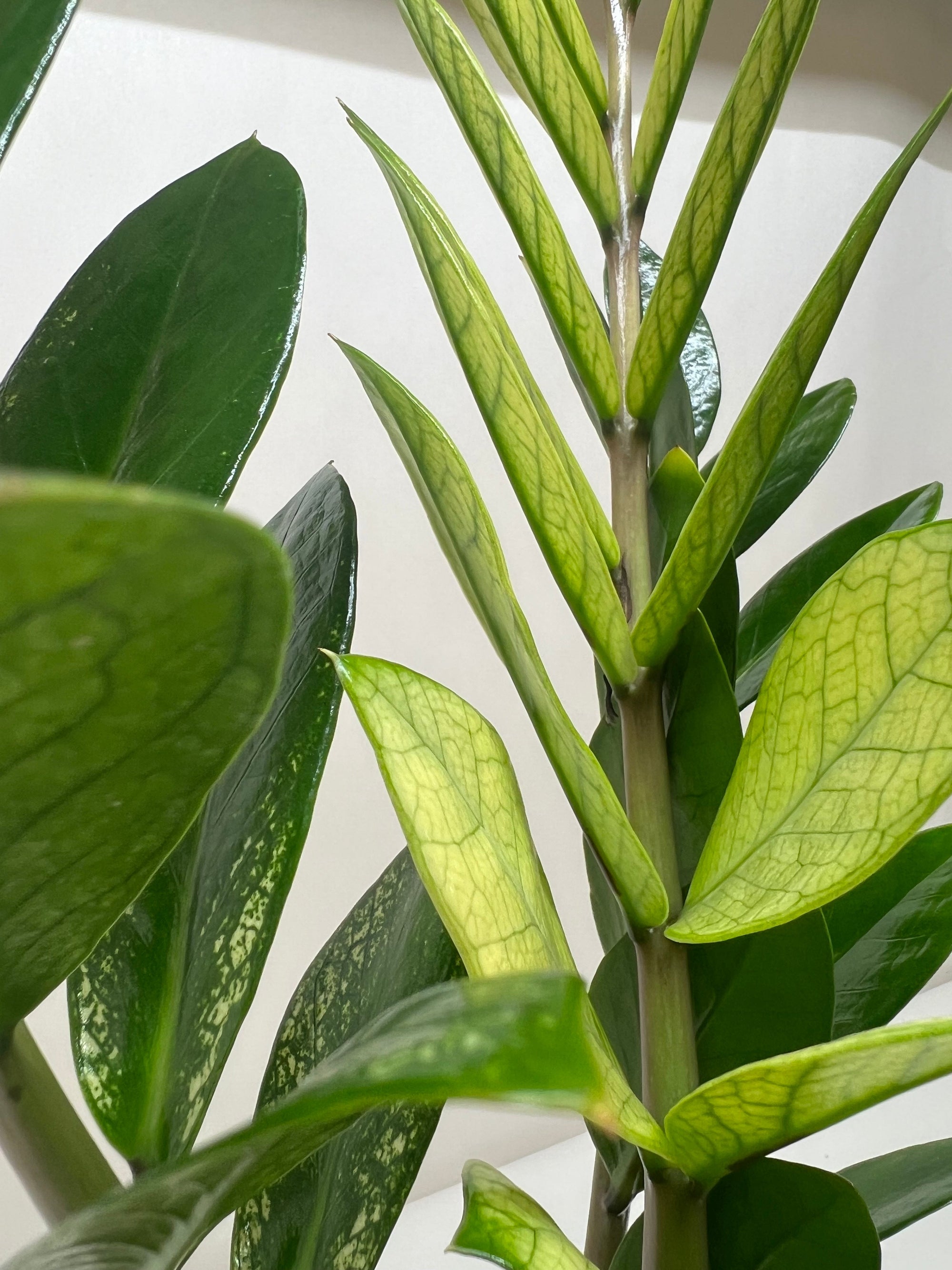 Zamioculcas Chameleon