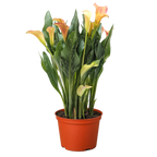 Calla Lily