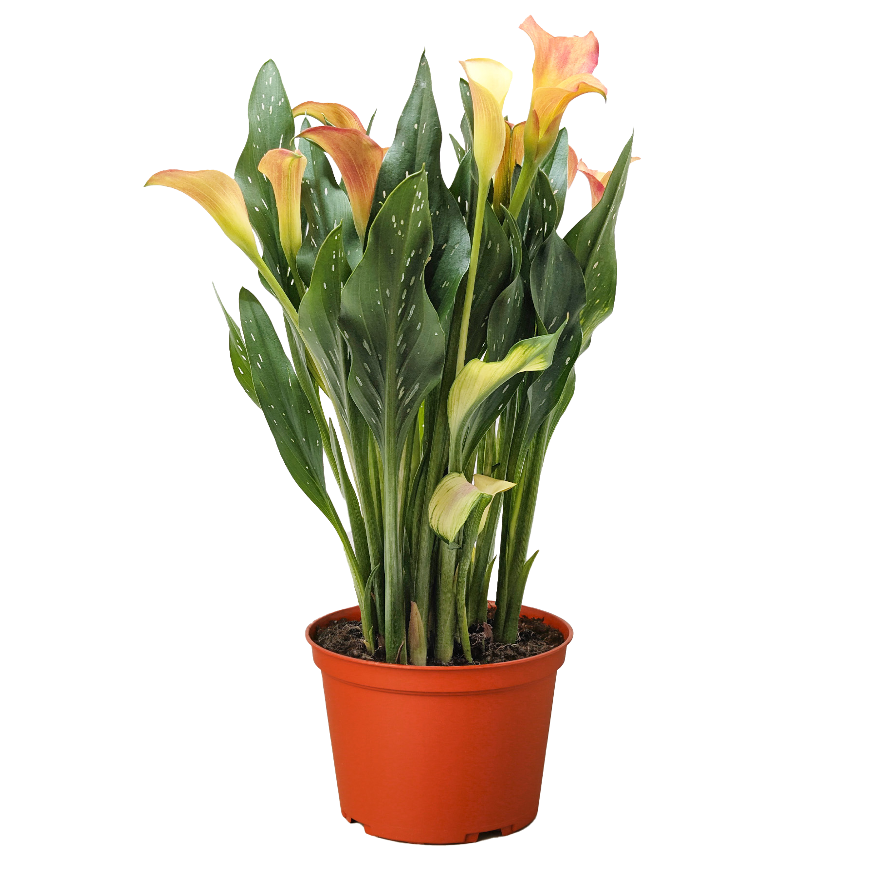 Calla Lily
