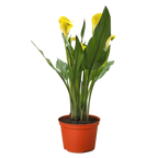 Calla Lily