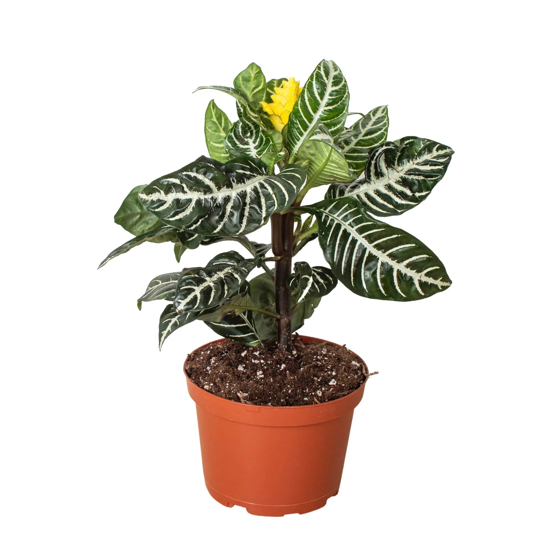 Zebra Aphelandra