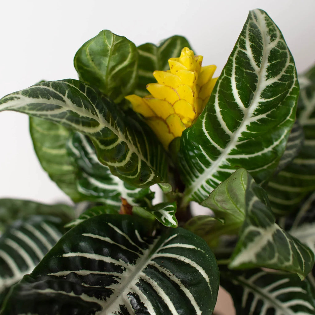 Zebra Aphelandra