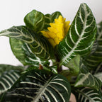 Zebra Aphelandra