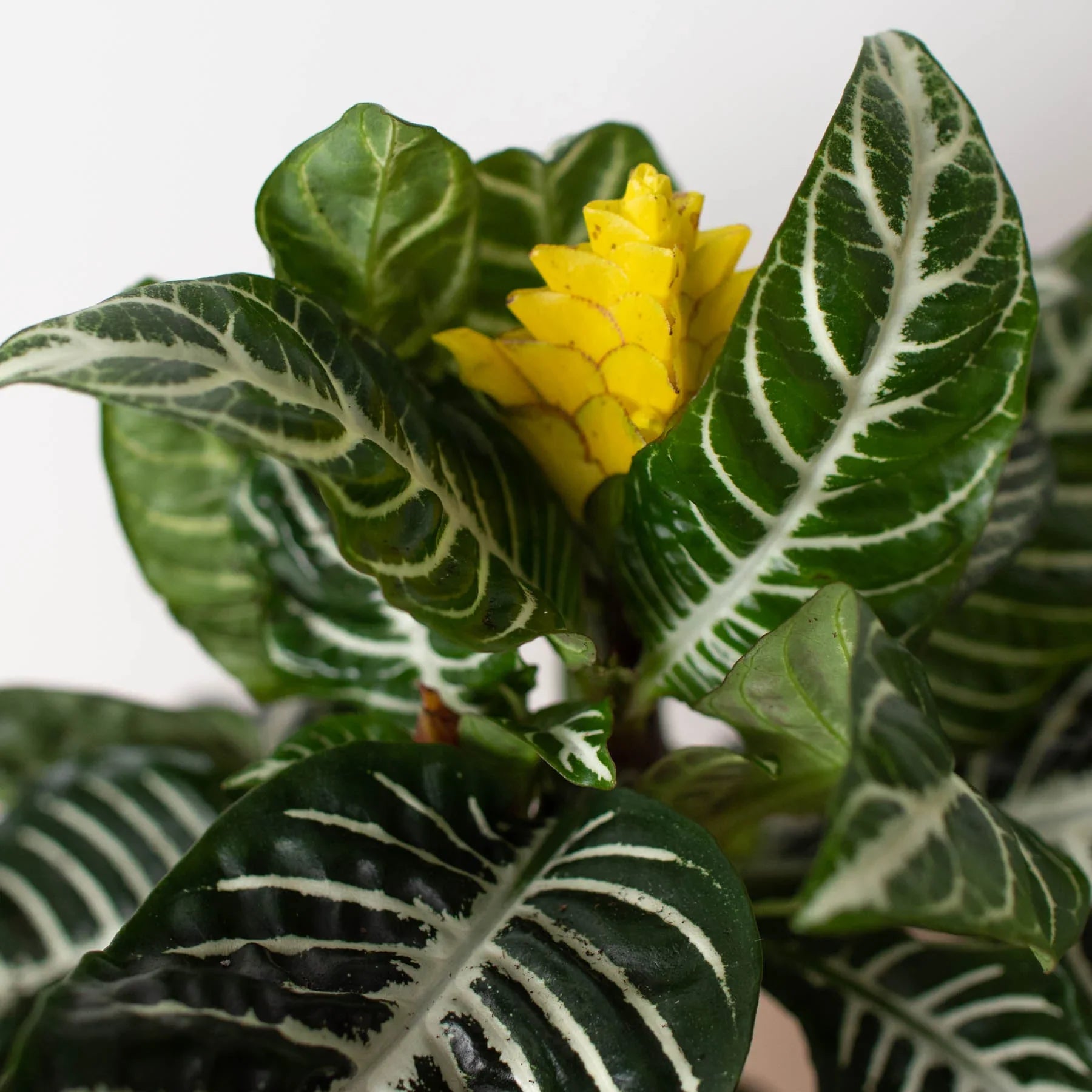 Zebra Aphelandra