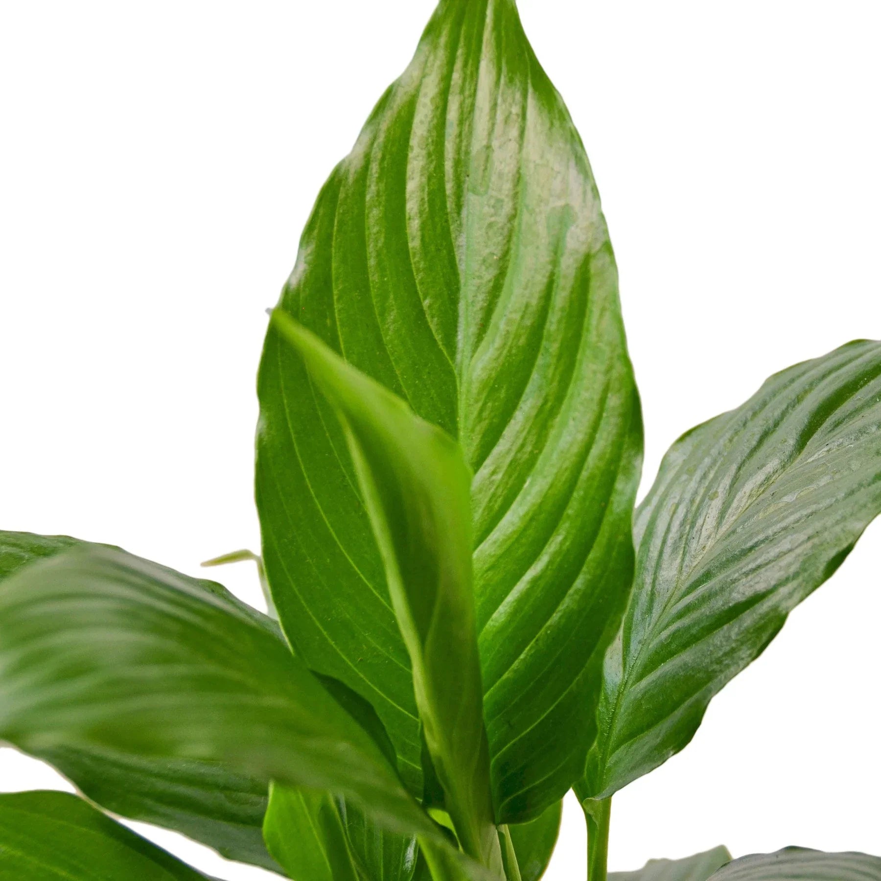 Spathiphyllum Peace Lily
