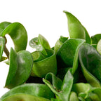 Hoya Rope Plant