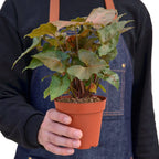Syngonium Merry