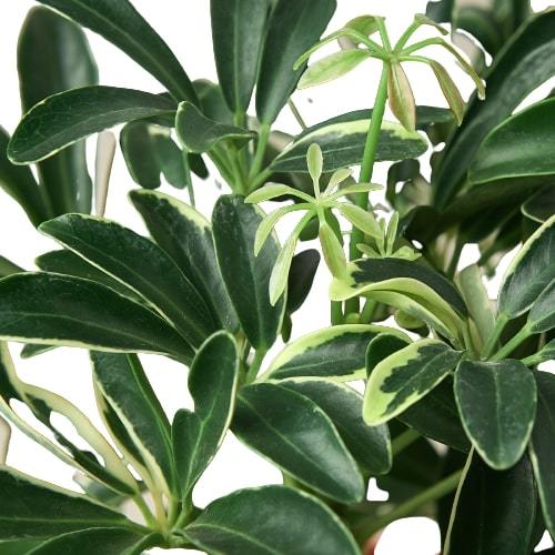 Schefflera Moonlight Umbrella Plant