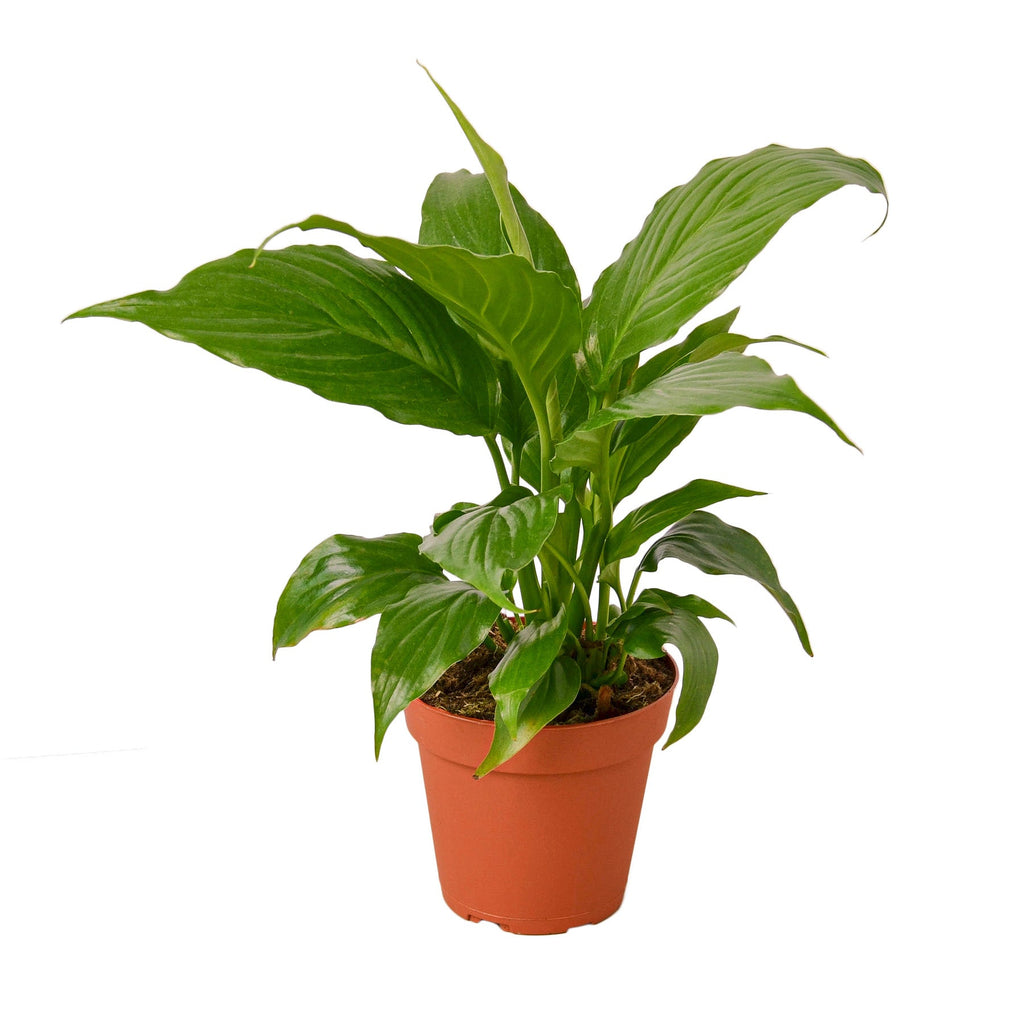 Spathiphyllum Peace Lily