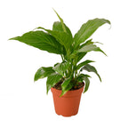 Spathiphyllum Peace Lily