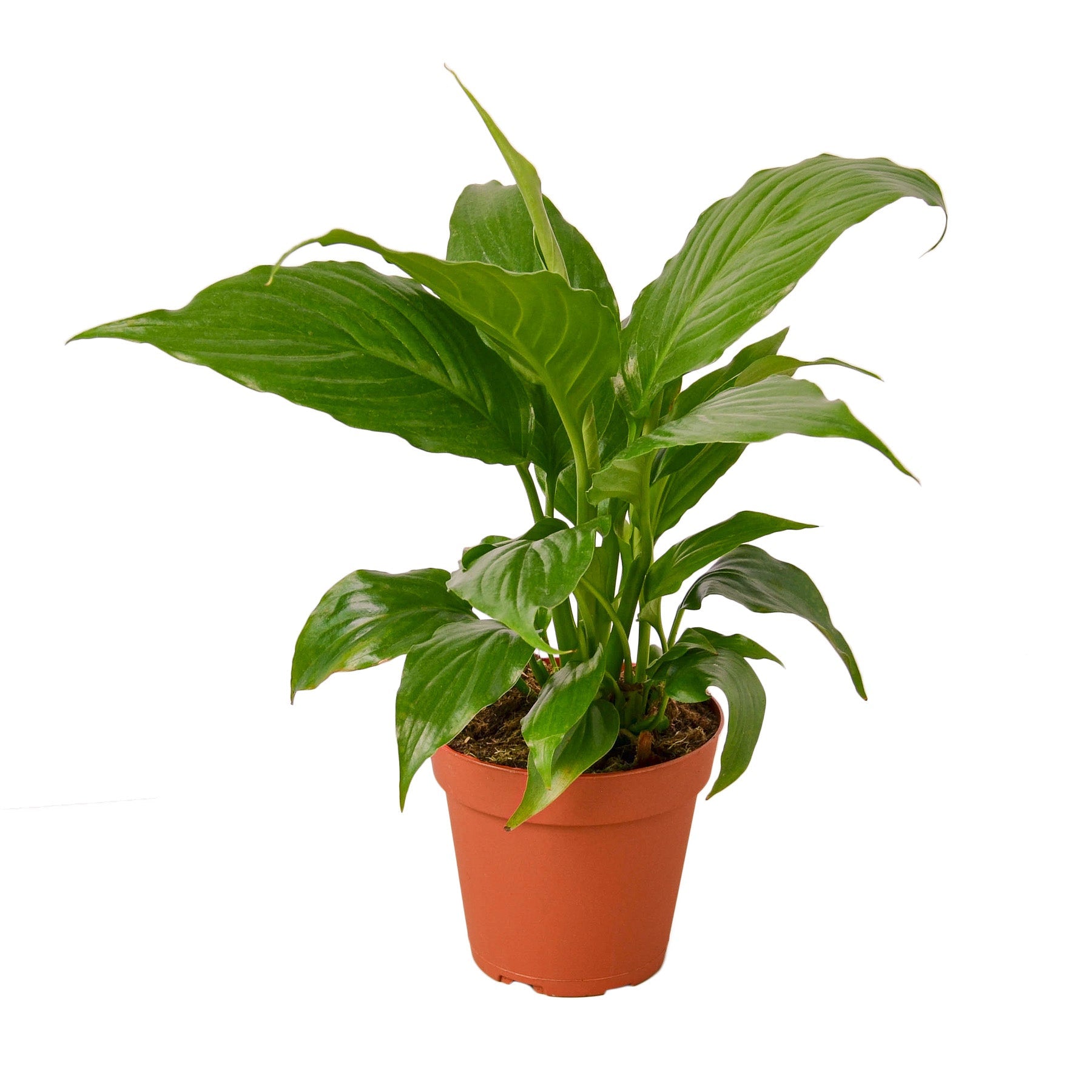 Spathiphyllum Peace Lily