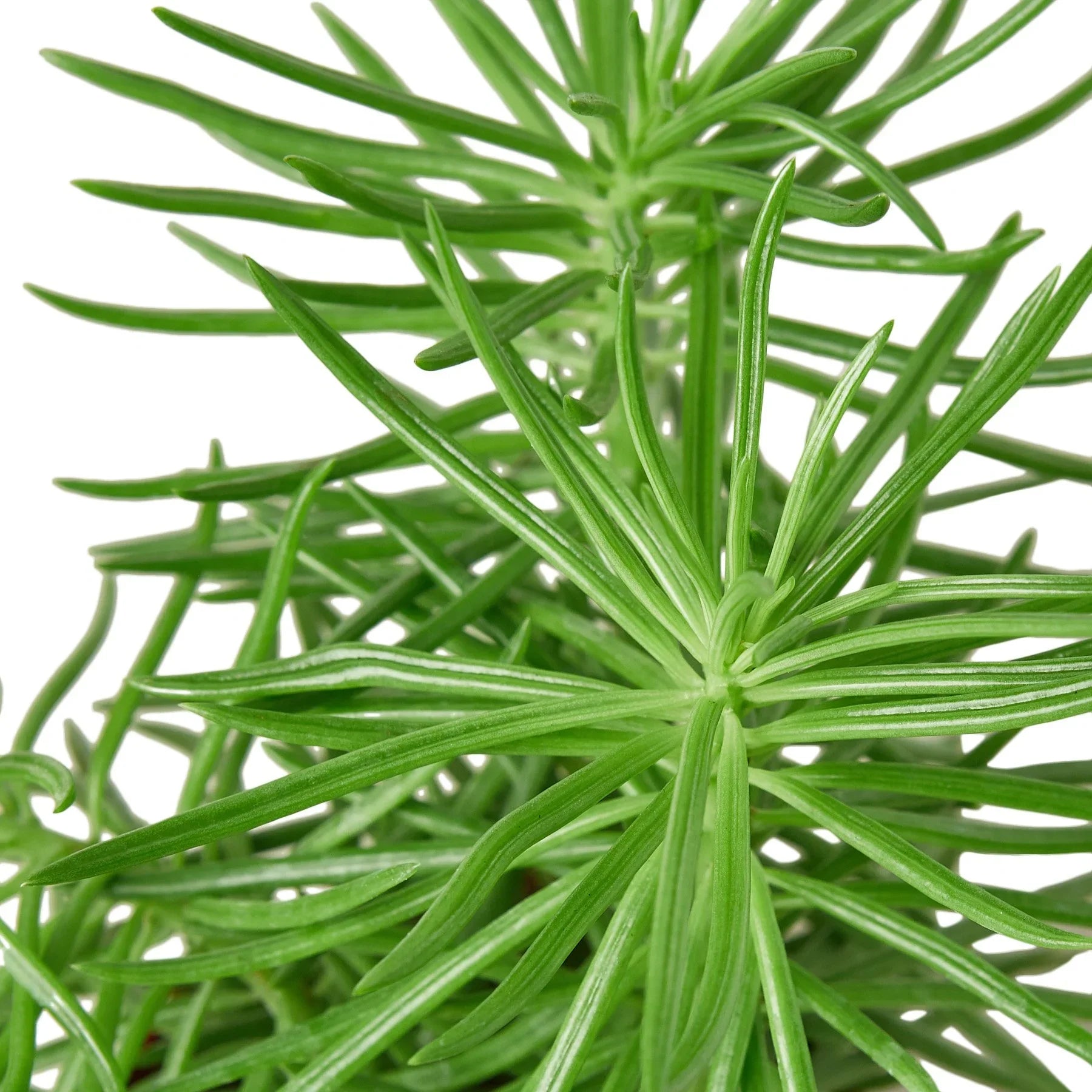 Succulent Senecio Himalayan 4 Pot