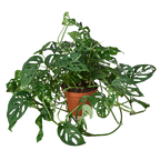 Monstera Adansonii 'Swiss Cheese'