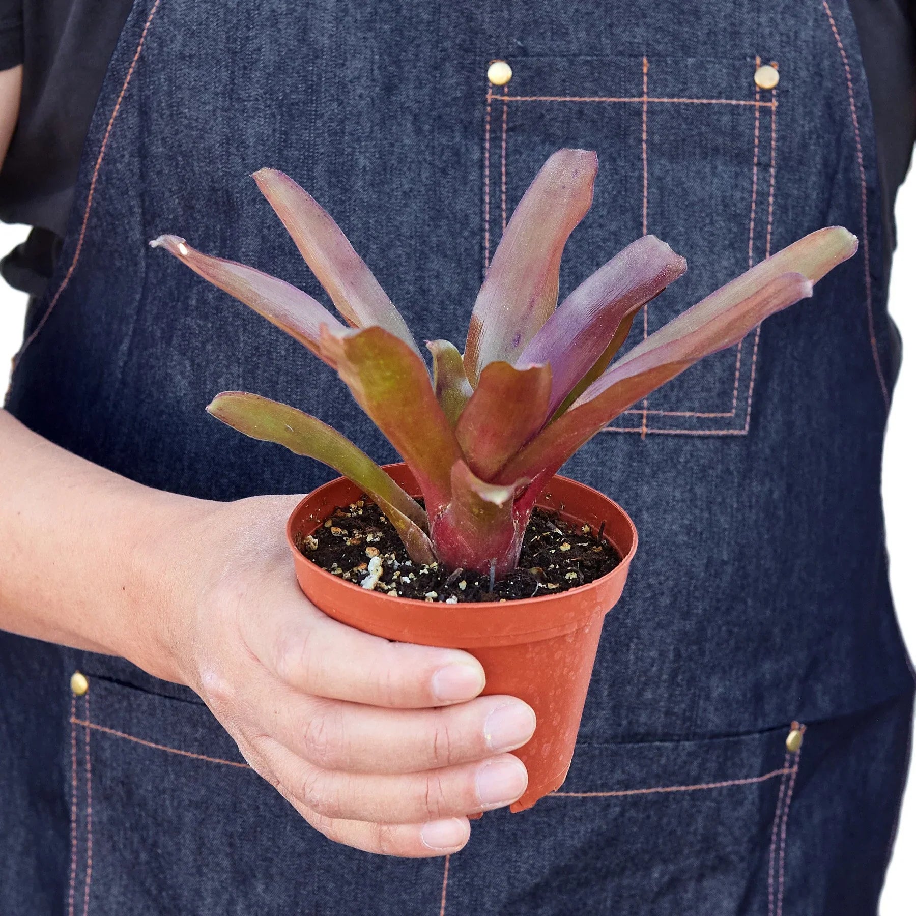 Bromeliad Fireball