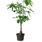 Money Tree 'Guiana Chestnut' Pachira Braid