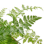 Rabbits Foot Fern