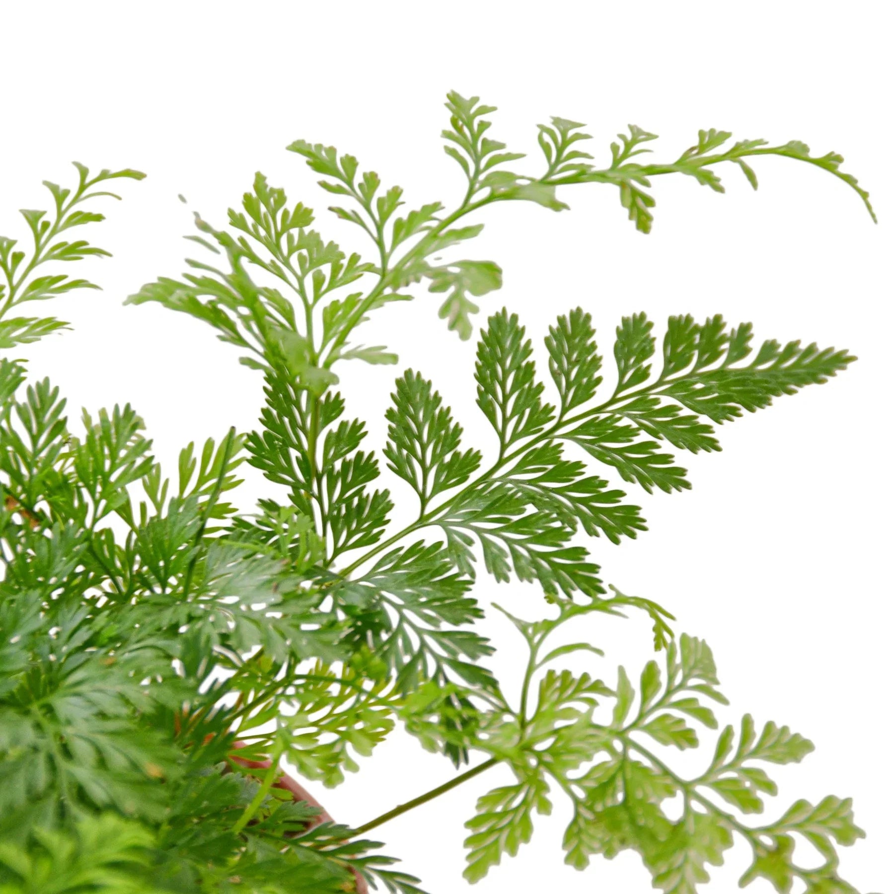Rabbits Foot Fern