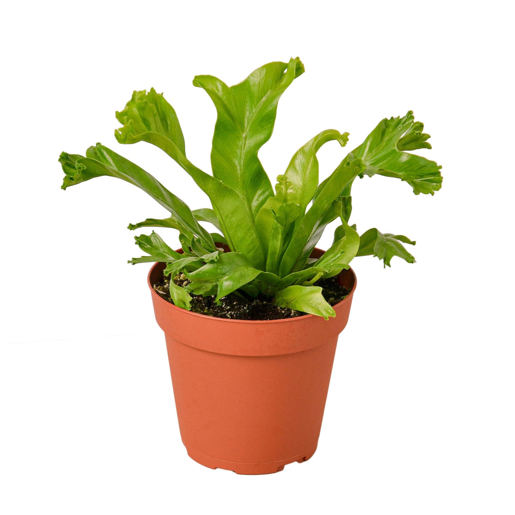 Bird S Nest Leslie Fern