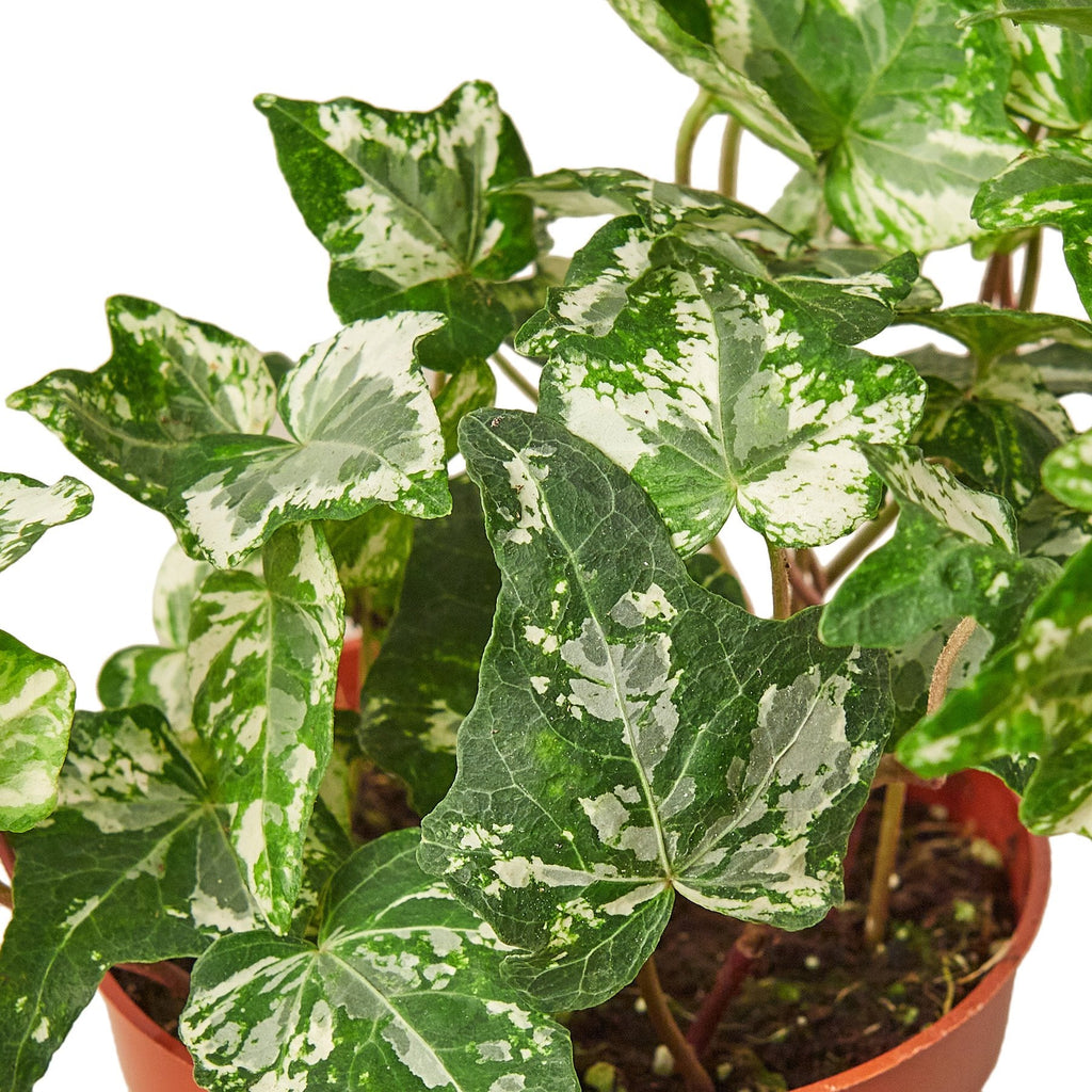 English Ivy Kolibre