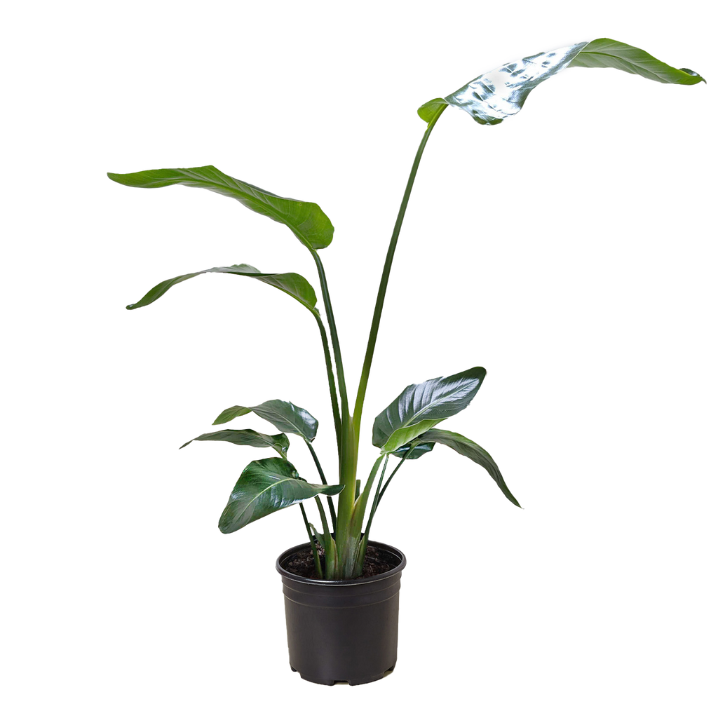 White Bird Of Paradise Strelitzia Nicolai