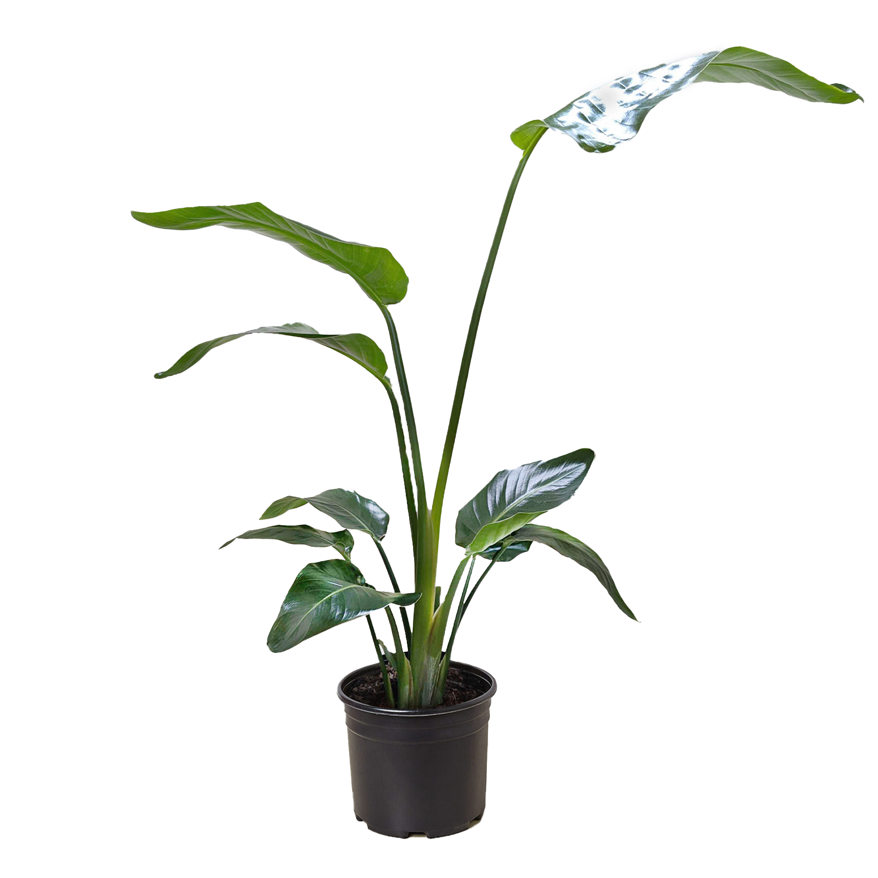 White Bird Of Paradise Strelitzia Nicolai