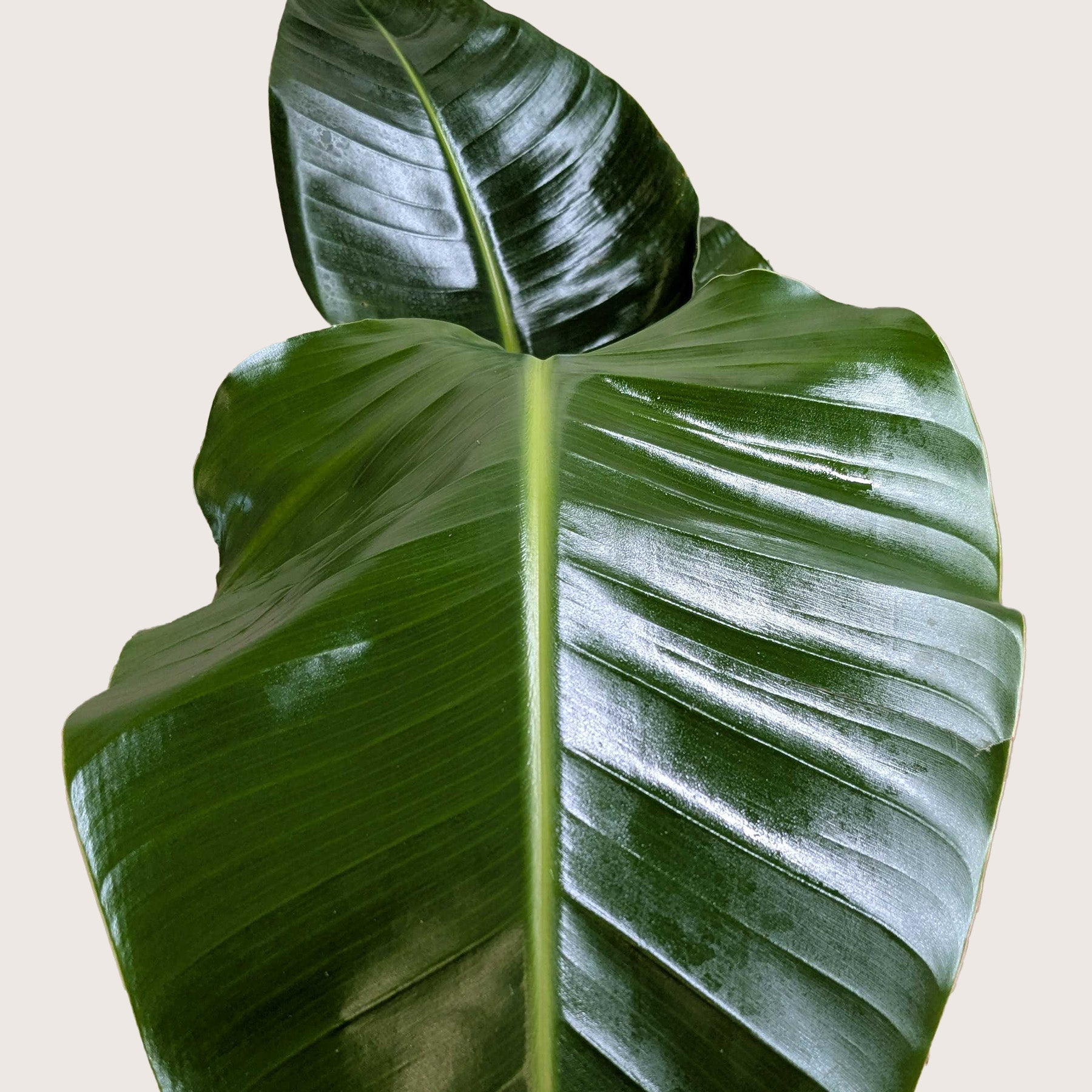 White Bird Of Paradise Strelitzia Nicolai