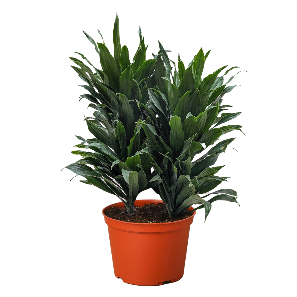 Dracaena Janet Craig