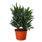 Dracaena Janet Craig