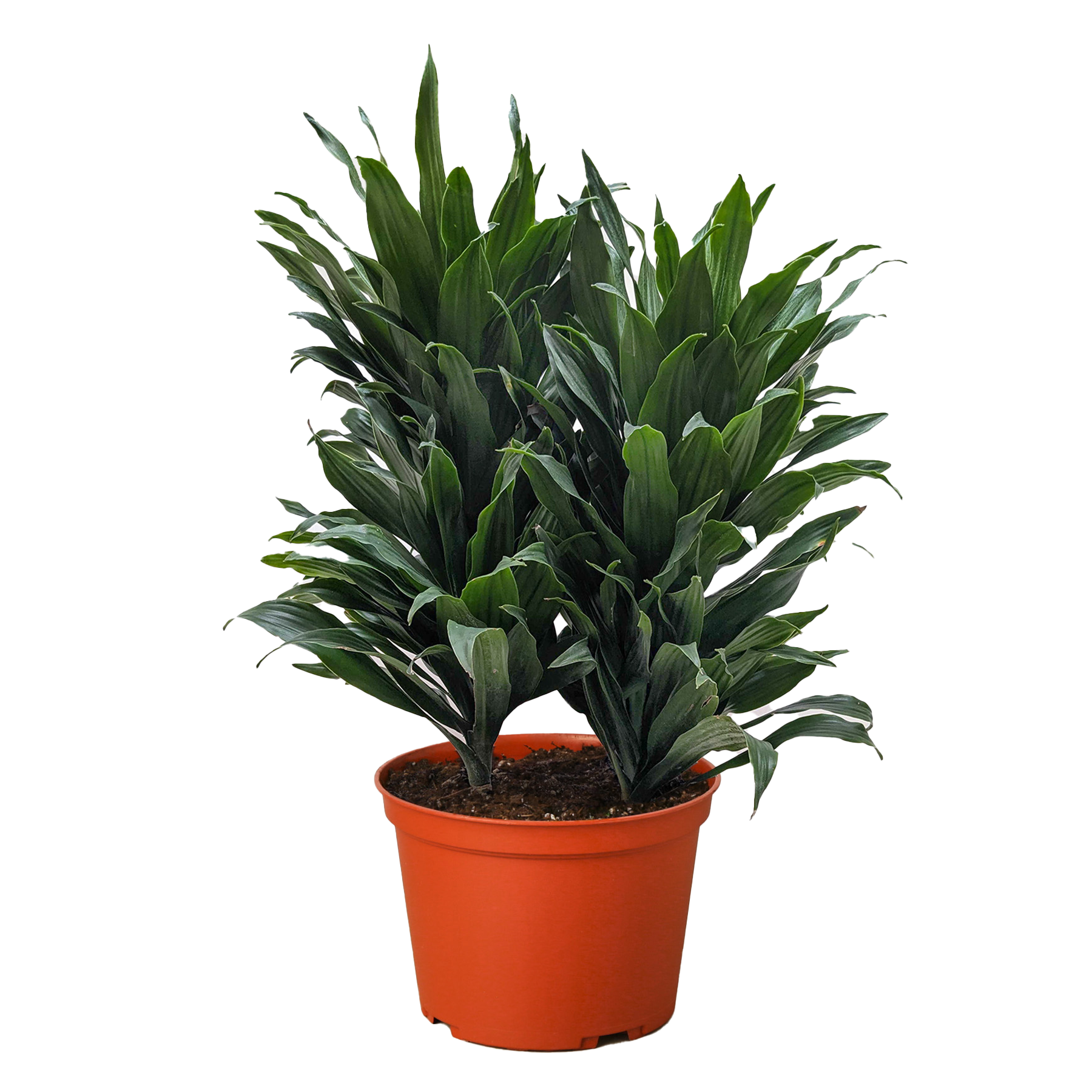 Dracaena Janet Craig