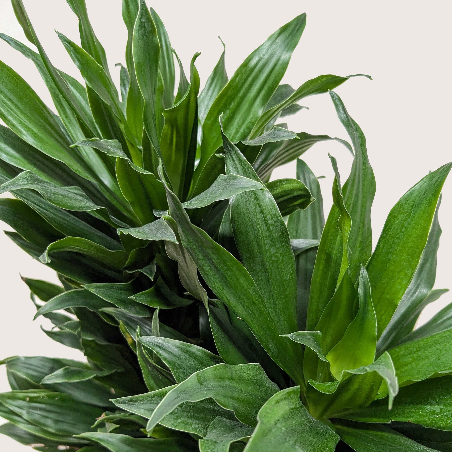 Dracaena Janet Craig