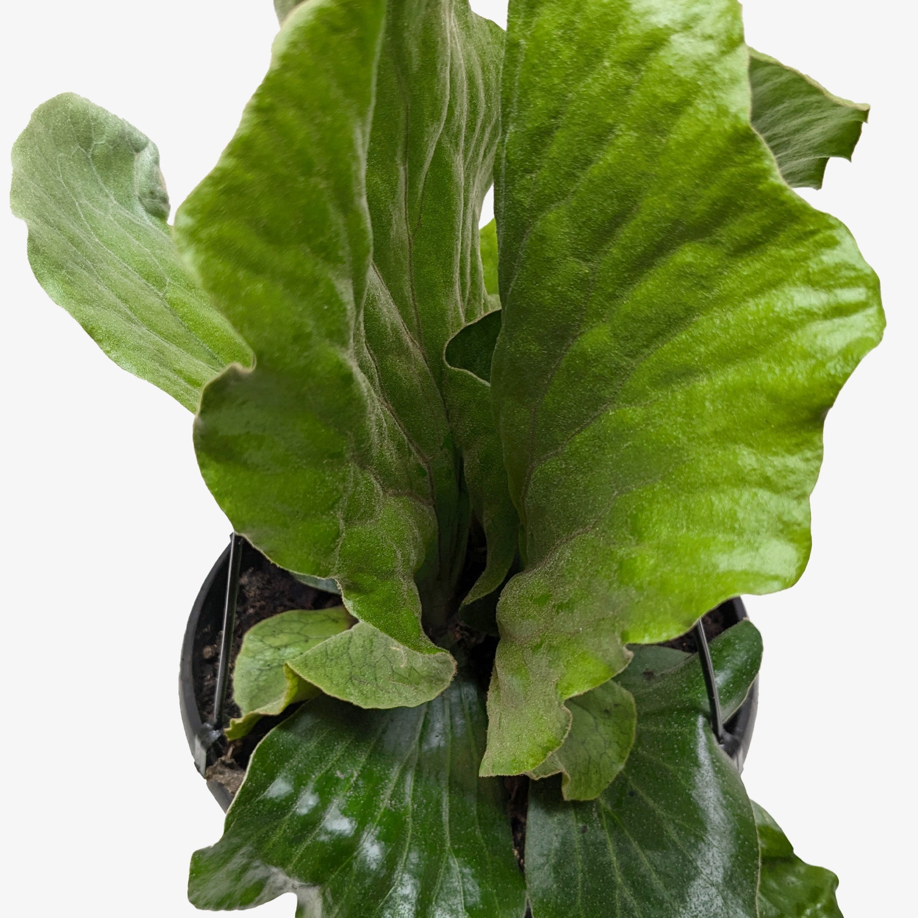 Fern Elephant 1