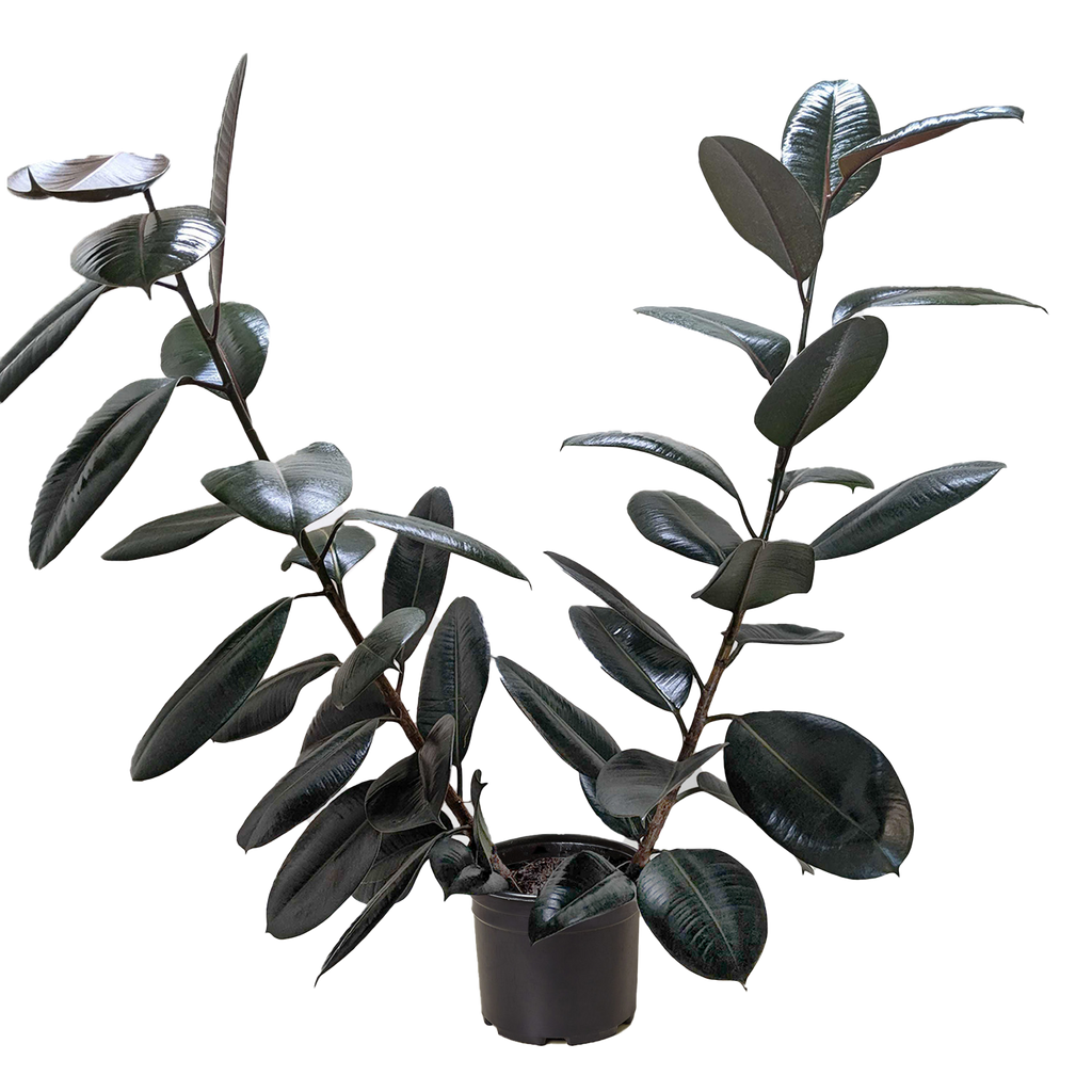 Ficus Elastica Burgundy