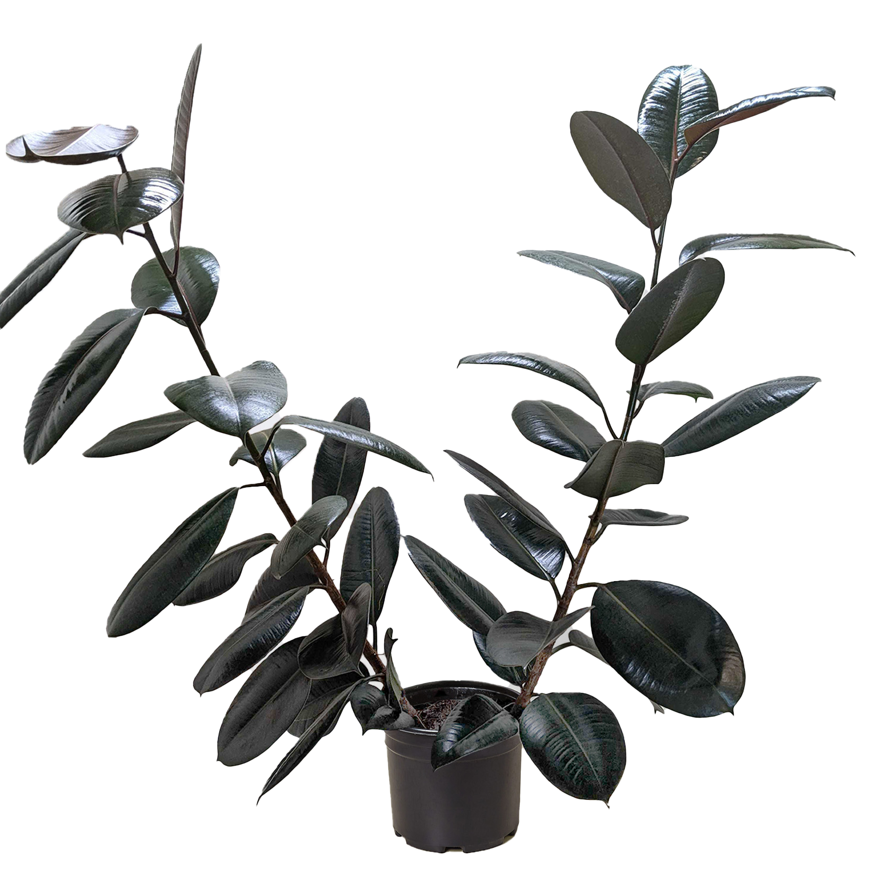 Ficus Elastica Burgundy