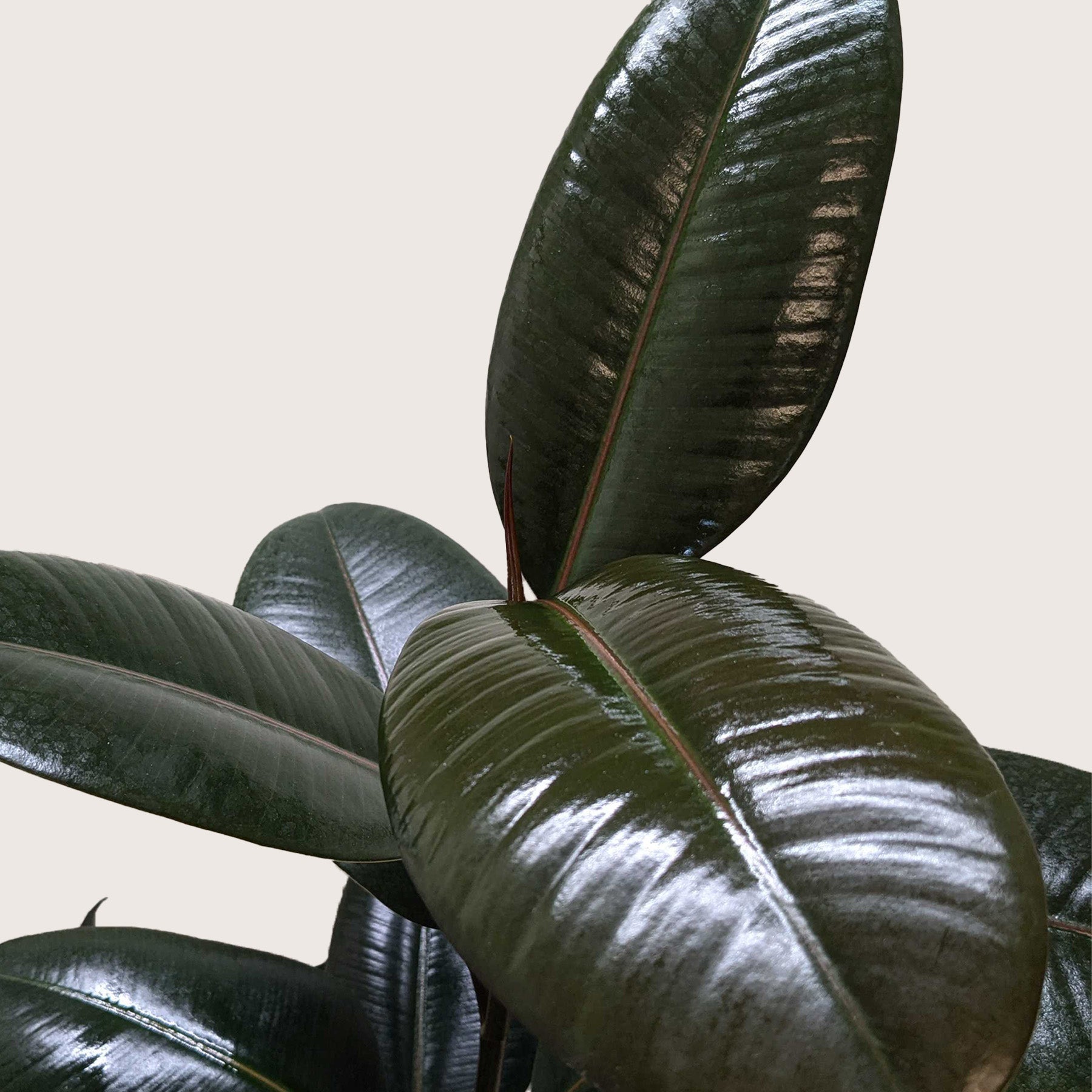 Ficus Elastica Burgundy