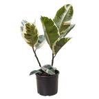 Ficus Elastica Tineke