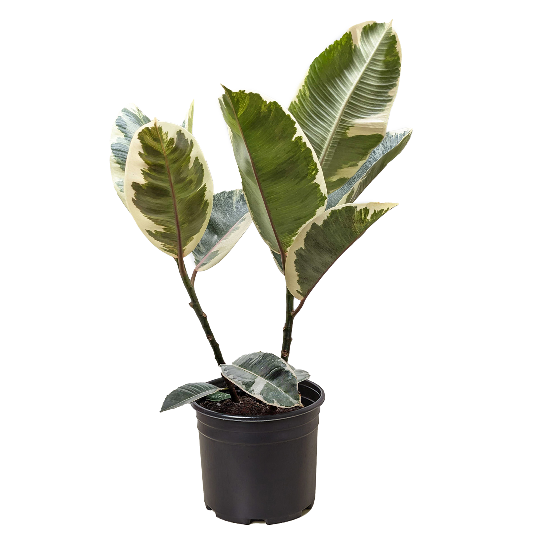 Ficus Elastica Tineke