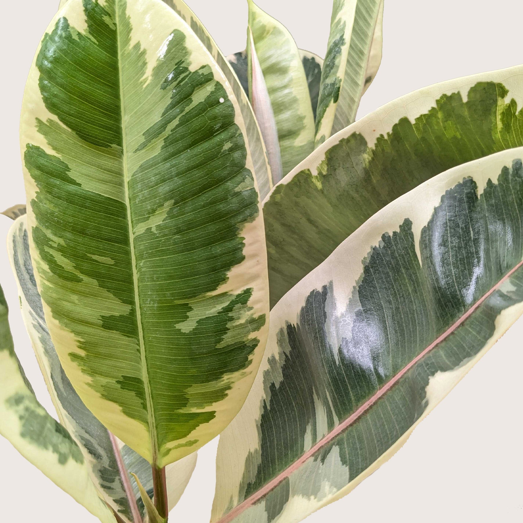 Ficus Elastica Tineke