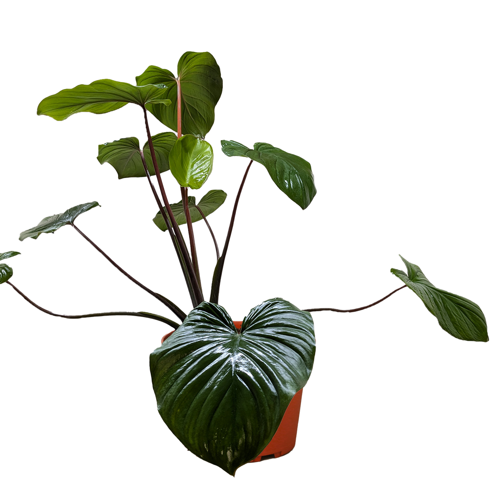 Homalomena Emerald Gem